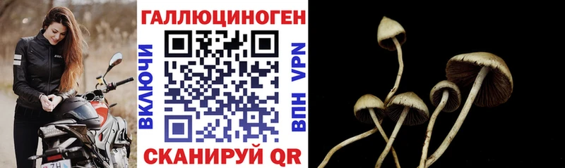 Галлюциногенные грибы Psilocybine cubensis  Углич 
